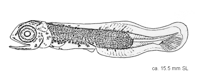 Hemitripterus villosus