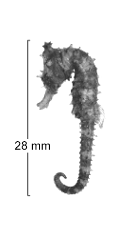 Hippocampus angustus