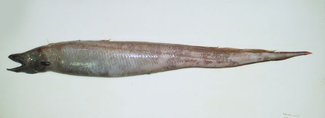 Histiobranchus bathybius