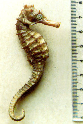 Hippocampus borboniensis