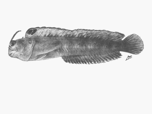 Hirculops cornifer