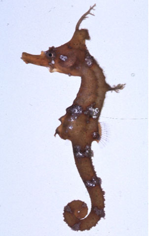 Hippocampus coronatus