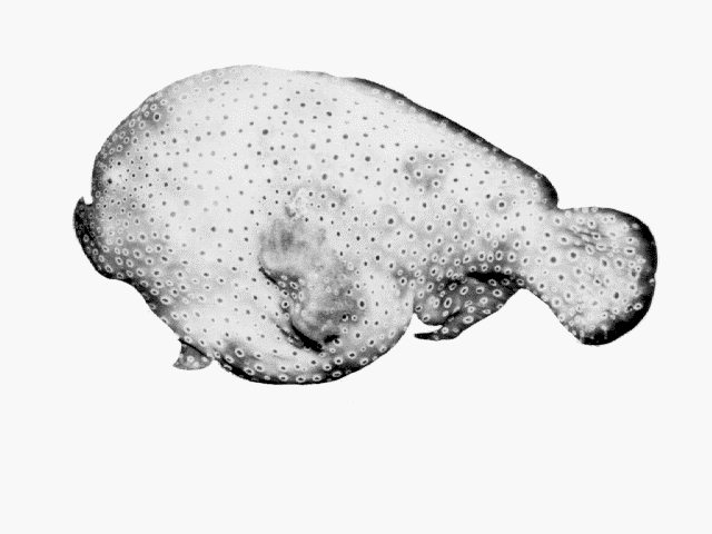 Histiophryne cryptacanthus
