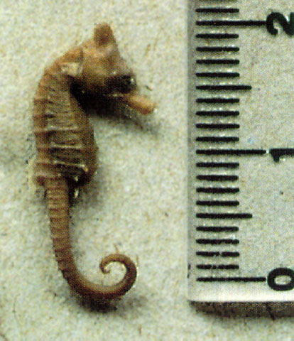 Hippocampus lichtensteinii
