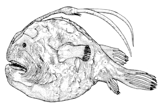Himantolophus mauli