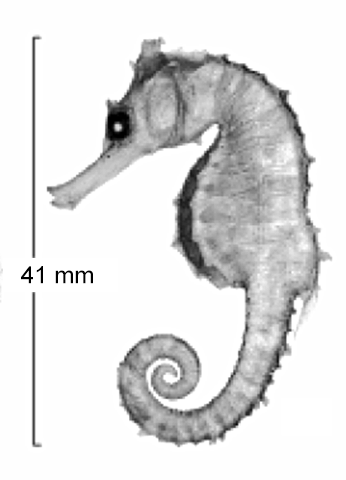 Hippocampus montebelloensis