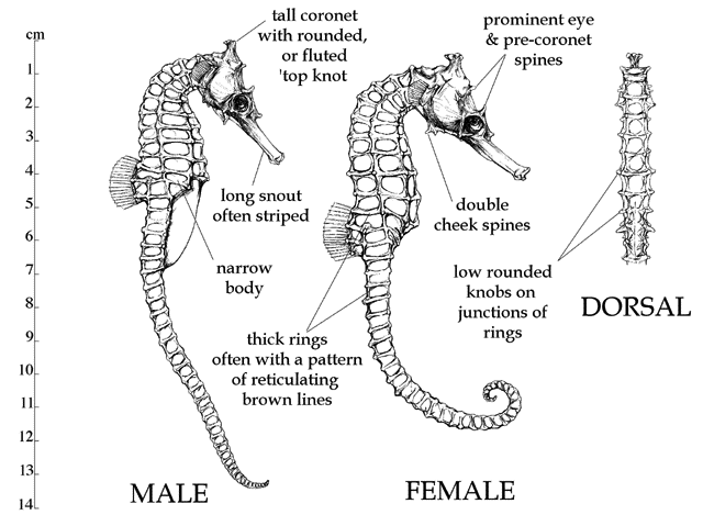 Hippocampus subelongatus