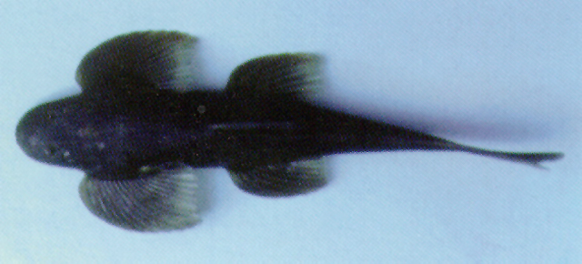 Homaloptera orthogoniata
