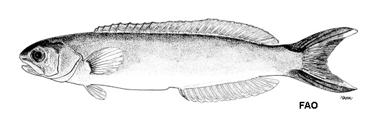 Hoplolatilus purpureus