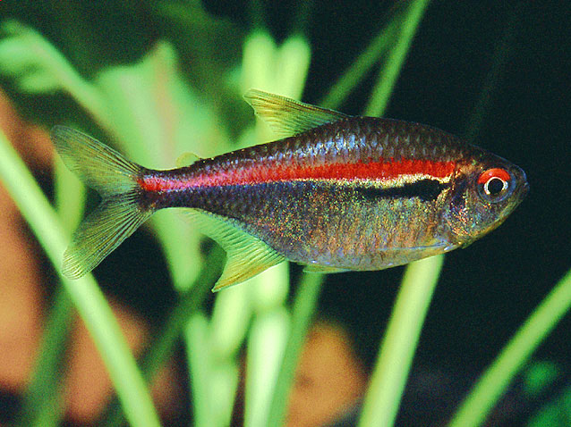 Hyphessobrycon amapaensis