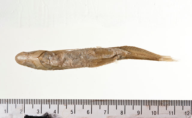Hybognathus argyritis
