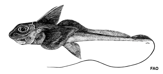 Hydrolagus deani