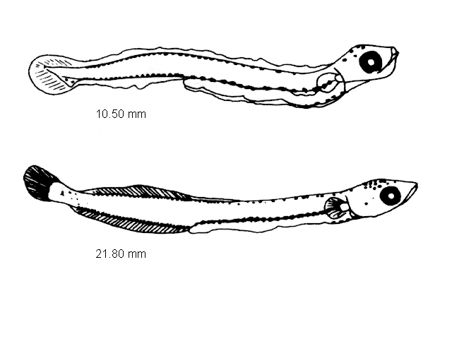 Hyperoplus immaculatus
