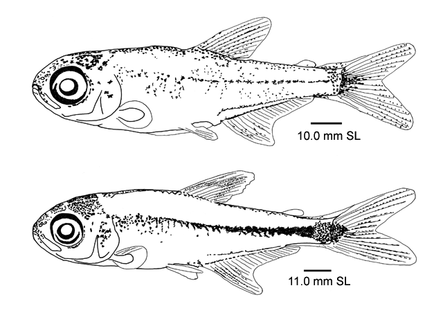 Hyphessobrycon sovichthys