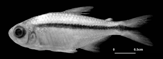 Hyphessobrycon tuyensis