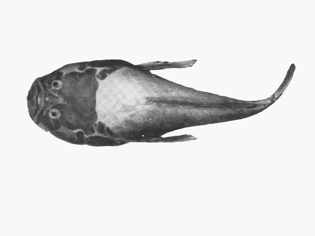 Ichthyscopus barbatus