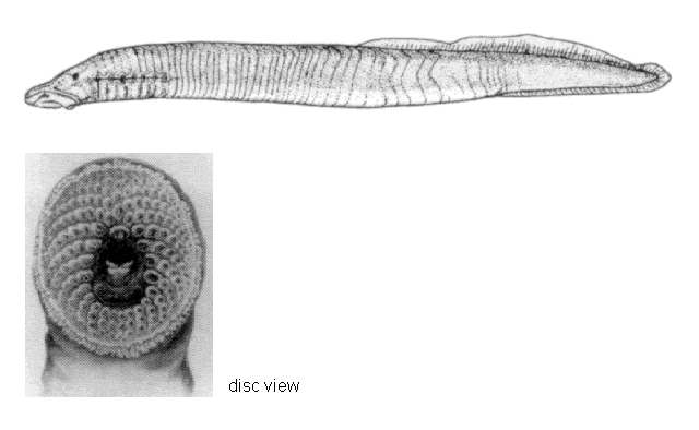 Ichthyomyzon castaneus
