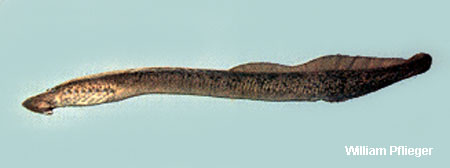 Ichthyomyzon castaneus