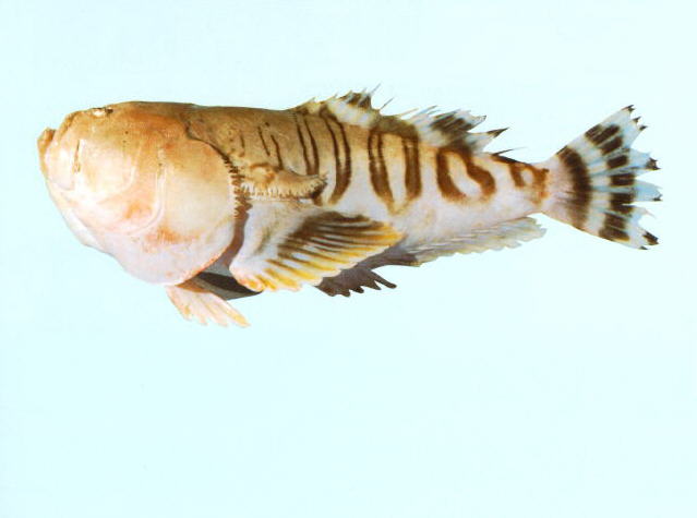 Ichthyscopus insperatus