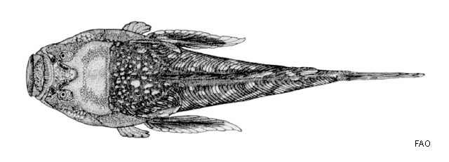 Ichthyscopus lebeck