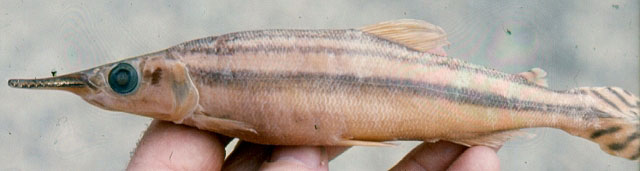 Ichthyborus monodi