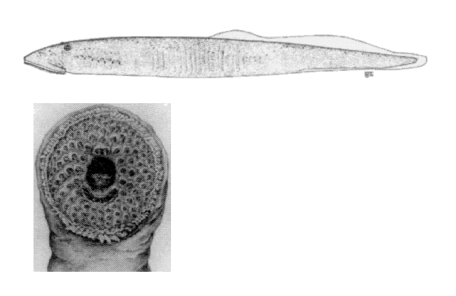 Ichthyomyzon unicuspis