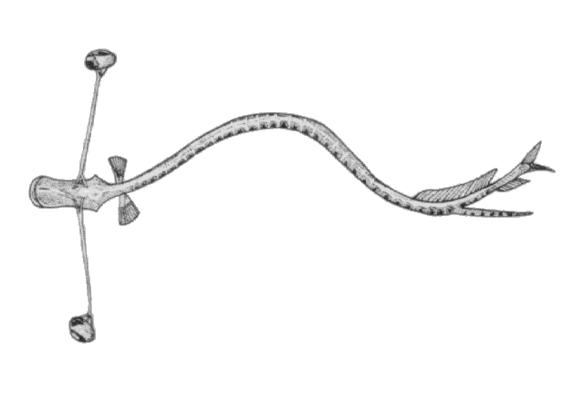 Idiacanthus fasciola