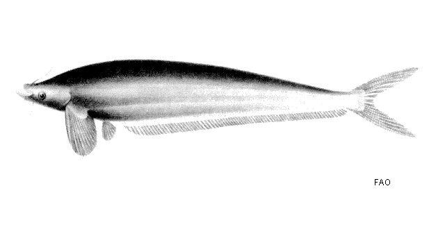 Micronema hexapterus