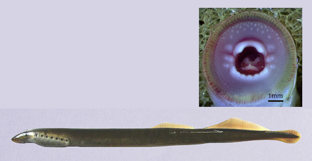 Lampetra alavariensis