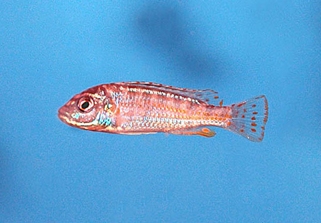 Labidochromis flavigulis