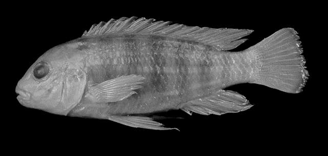 Labidochromis ianthinus