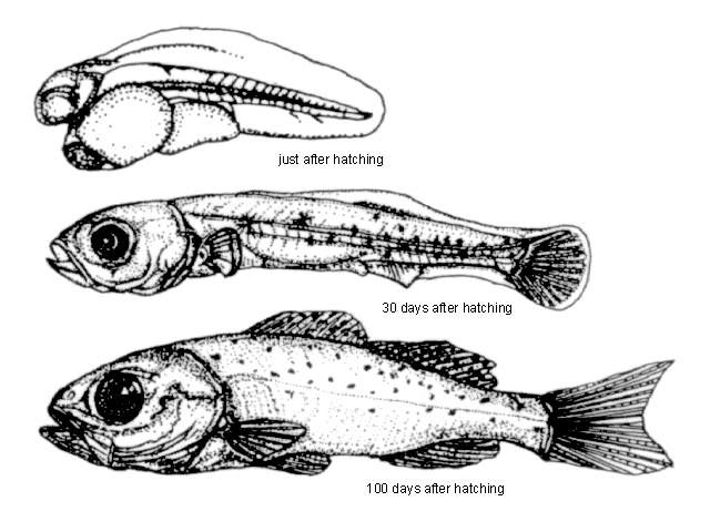 Lateolabrax japonicus