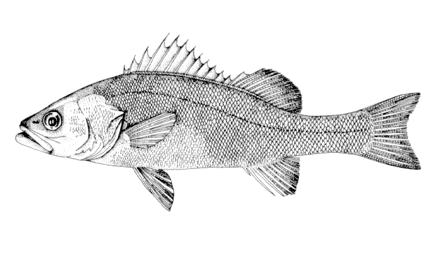 Lateolabrax japonicus