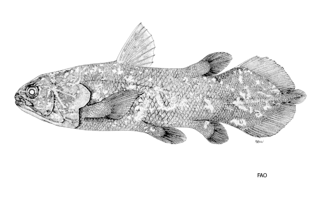 Sulawesi coelacanth