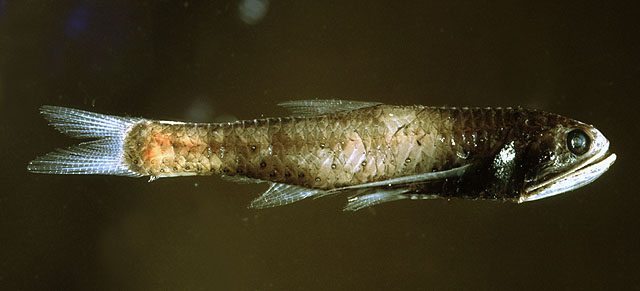 Lampanyctus pusillus