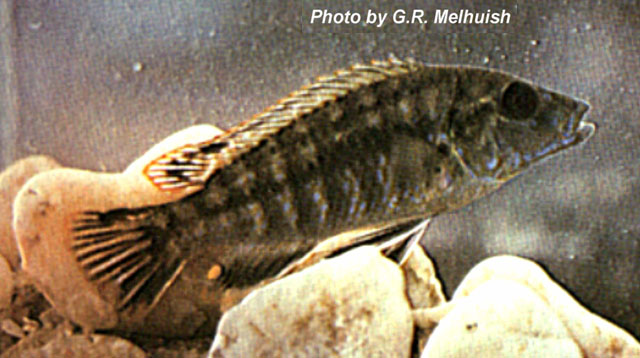 Labidochromis shiranus