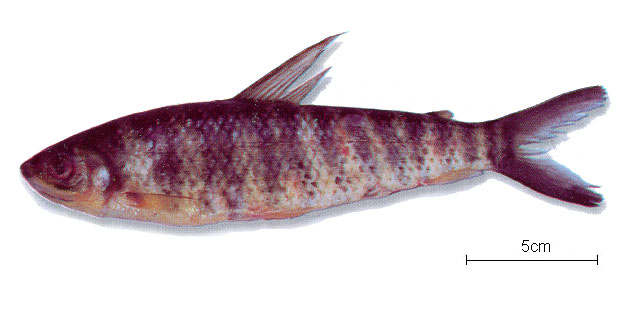 Leporinus affinis