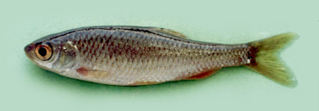 Petroleuciscus borysthenicus