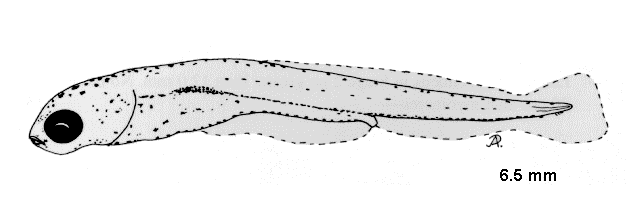 Leucaspius delineatus