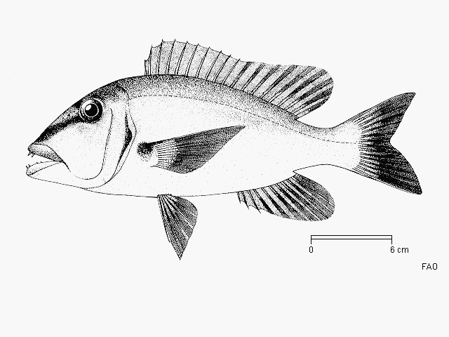 Lethrinus erythropterus
