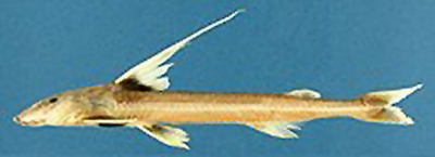 Leptodoras juruensis
