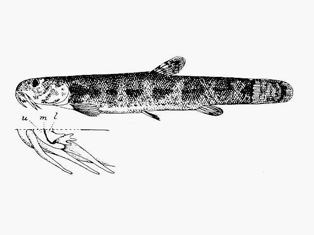 Lepidocephalichthys lorentzi