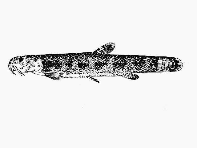 Lepidocephalichthys lorentzi