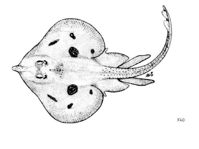 Leucoraja melitensis