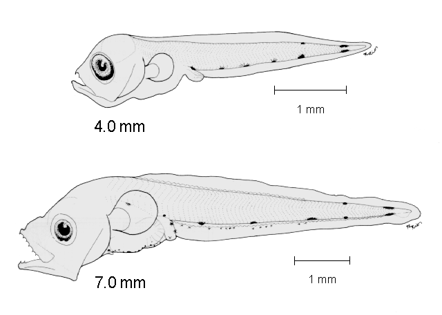 Lepophidium negropinna