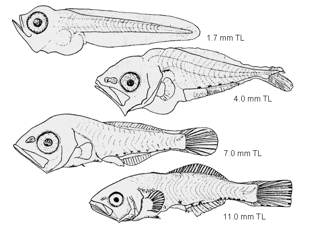 Leiostomus xanthurus
