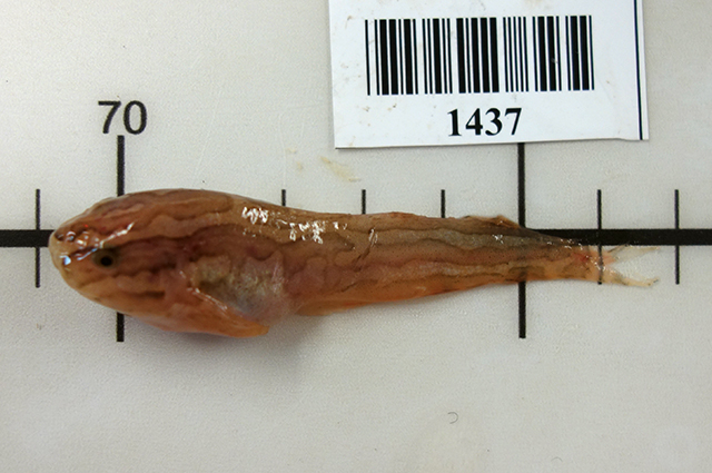 Liparis bathyarcticus