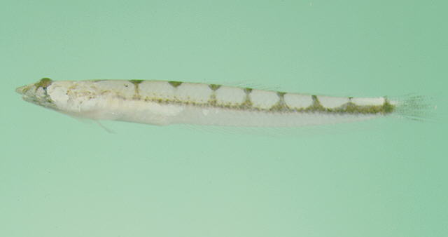 Limnichthys fasciatus