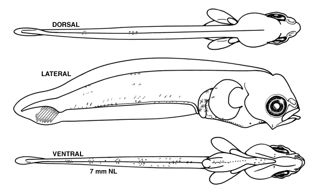 Myzopsetta ferruginea