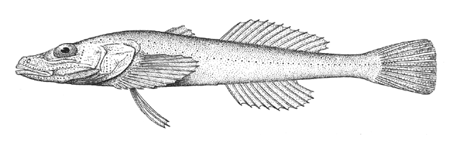 Limnocottus griseus